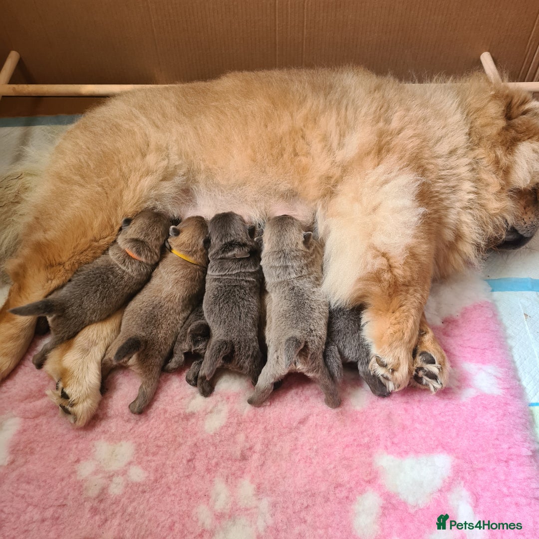 Chow Chow dogs for sale: Stunning kc chow chows - Image 5
