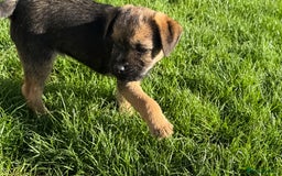 Border Terrier dogs for sale: 🧡Fabulous KC Border Terrier Girl - Image 2