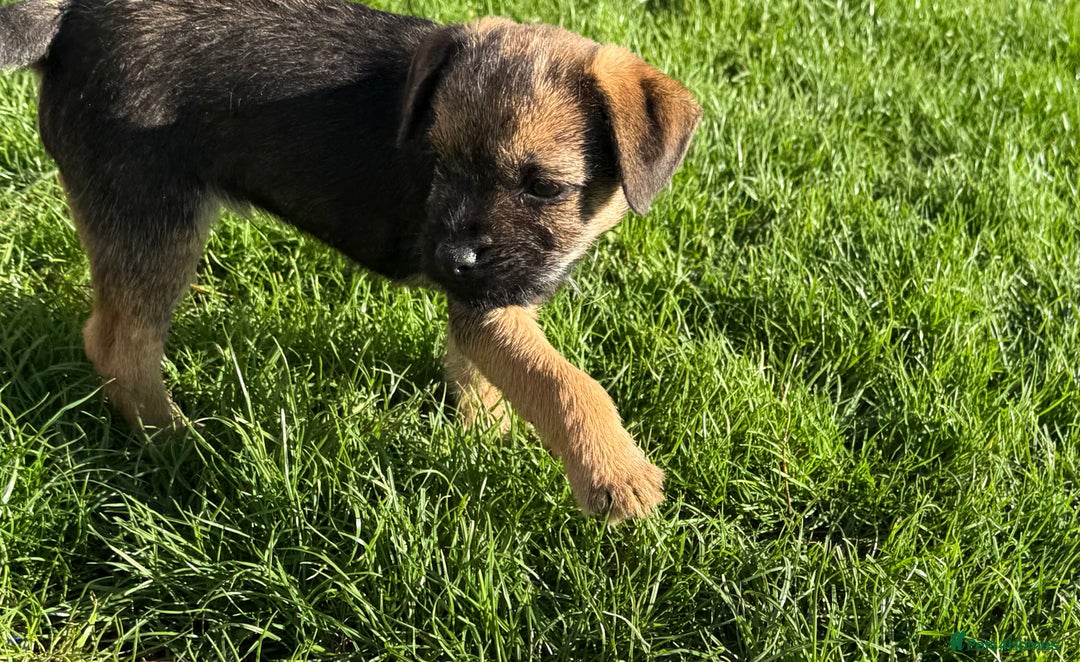 Border Terrier dogs for sale: 🧡Fabulous KC Border Terrier Girl - Image 2