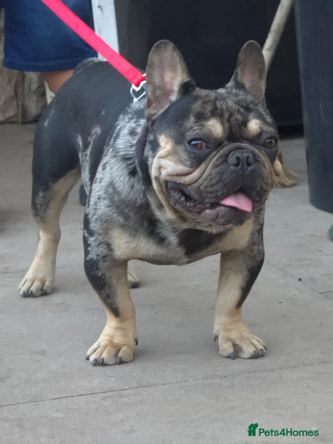 French Bulldog dogs for stud: French bulldog  - Advert 3