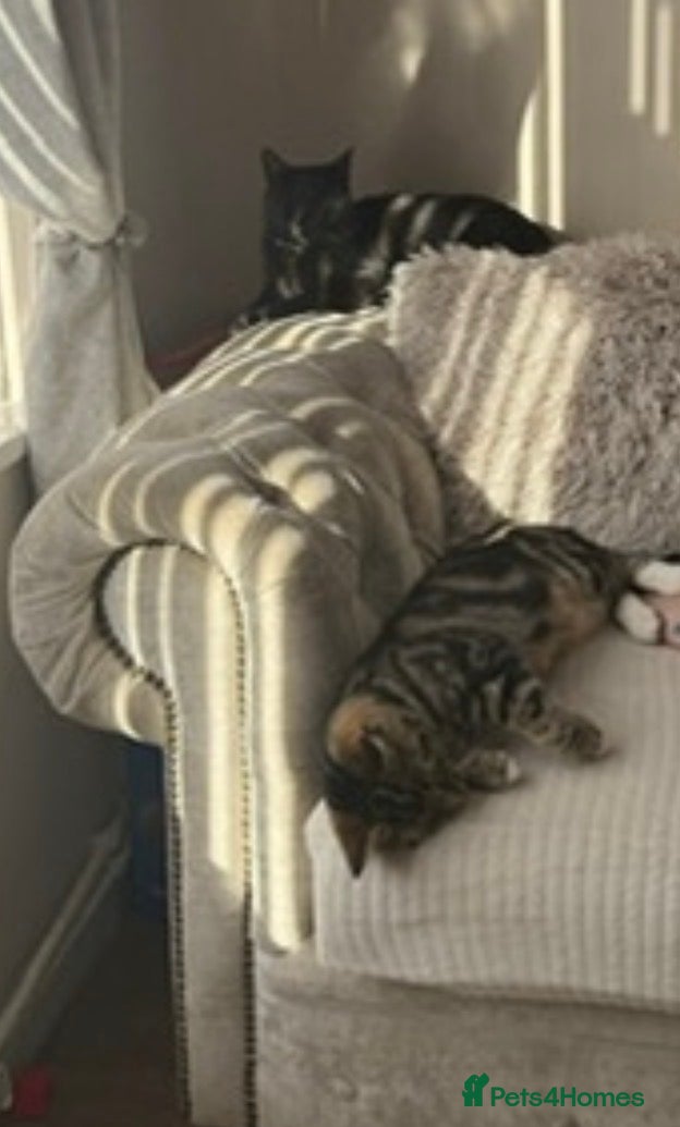 Mixed Breed cats 2 adult cats - Advert 1