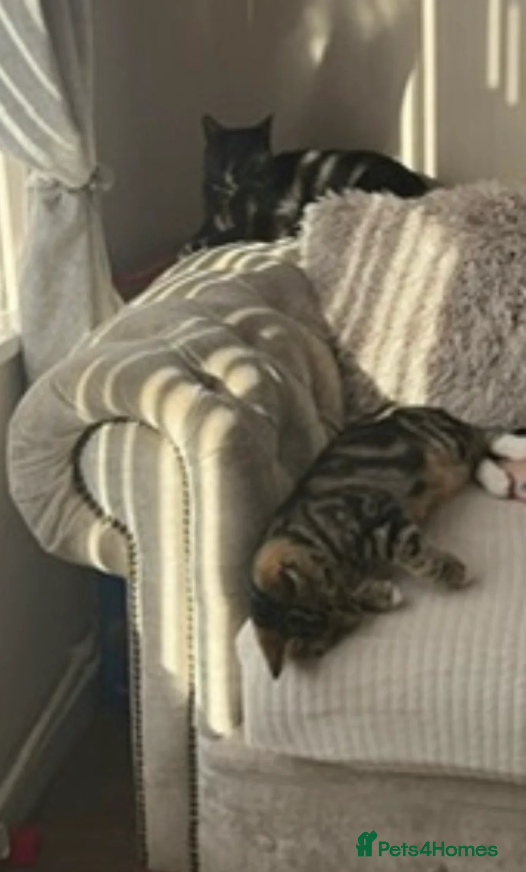 Mixed Breed cats for sale: 2 adult cats  - Advert 1