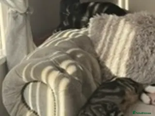 Mixed Breed cats 2 adult cats - Advert 1