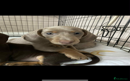 Miniature Dachshund dogs for sale: KCRegistered Miniature SmoothHaired Dachshund Boys - Image 18