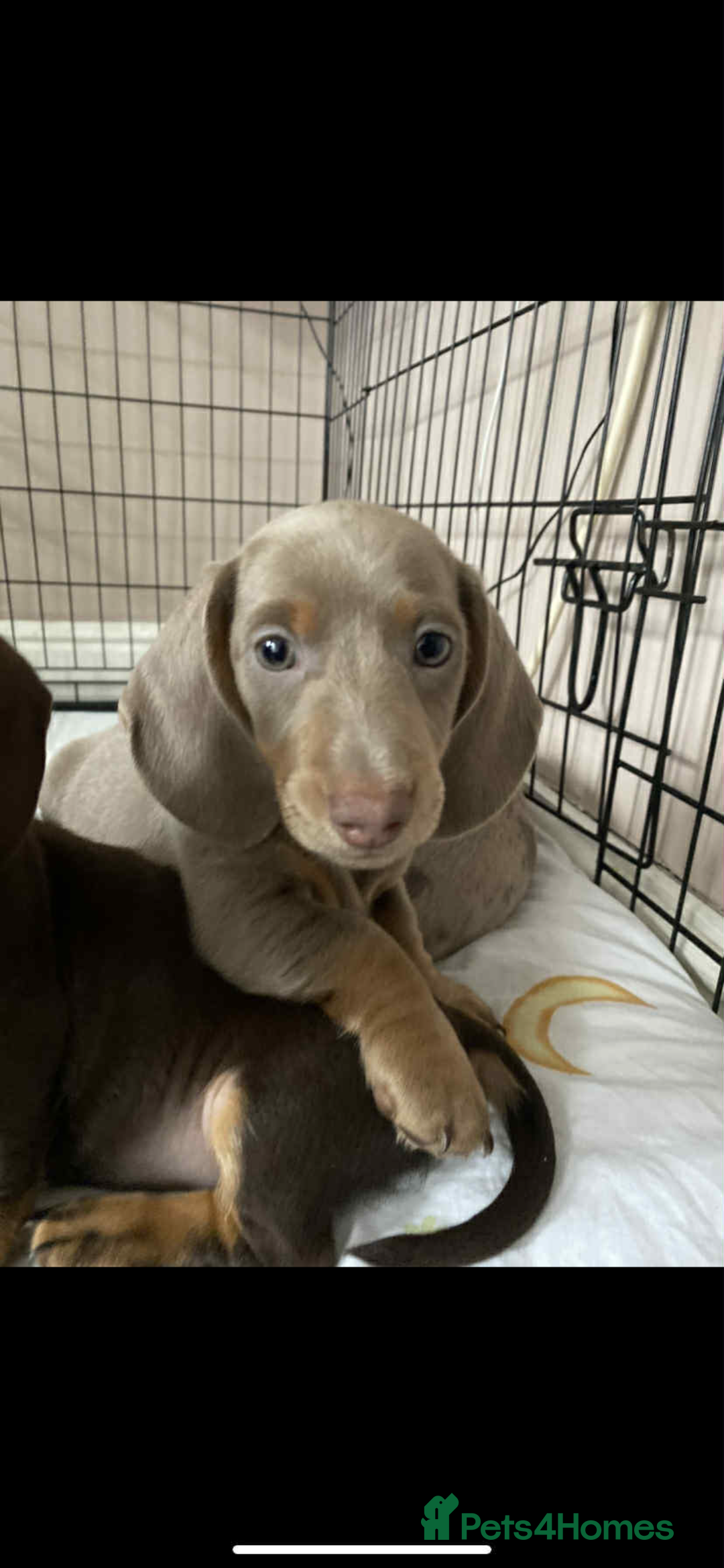 Miniature Dachshund dogs for sale: KCRegistered Miniature SmoothHaired Dachshund Boys - Image 18