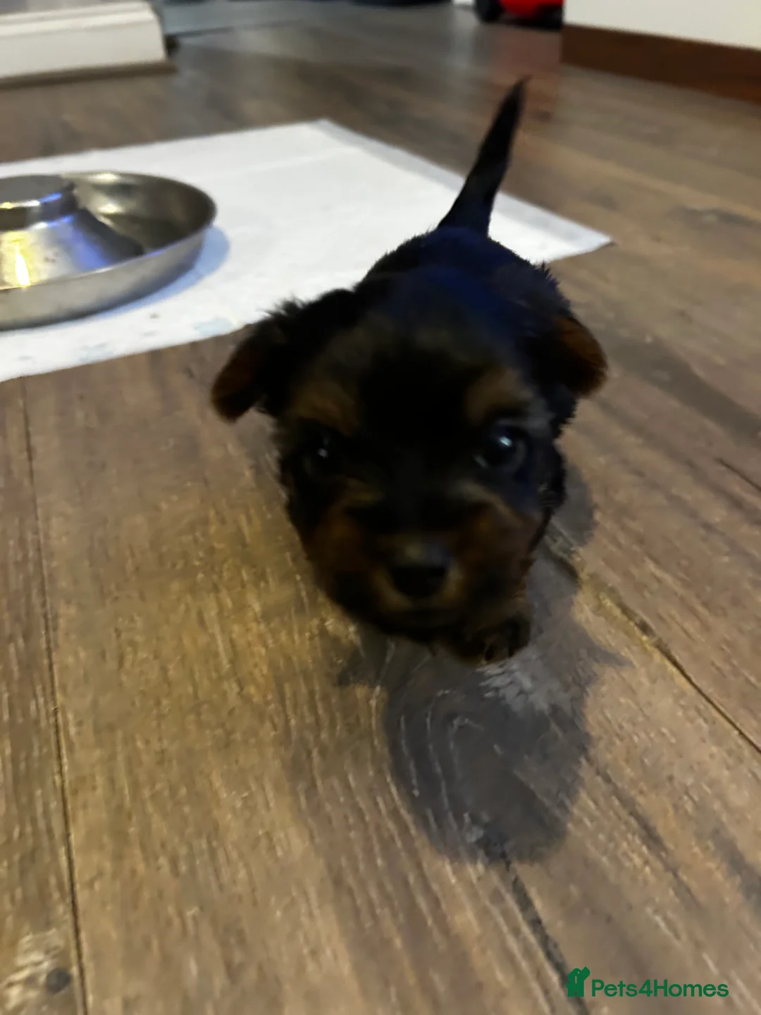 Yorkshire Terrier dogs for sale: Yorkshire terrier puppies  - Advert 10