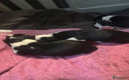 Border Collie dogs for sale: 7 beautiful border collie pups  - Image 2