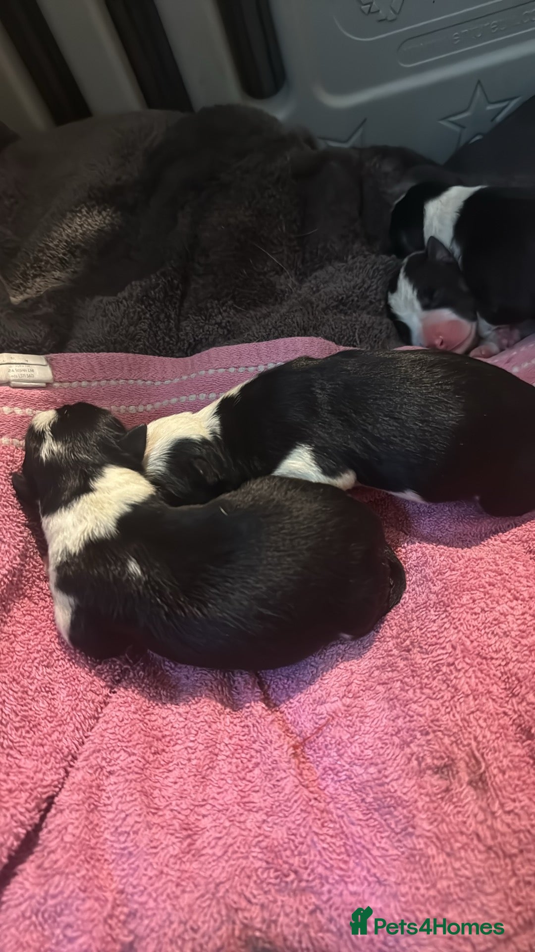 Border Collie dogs for sale: 7 beautiful border collie pups  - Image 2