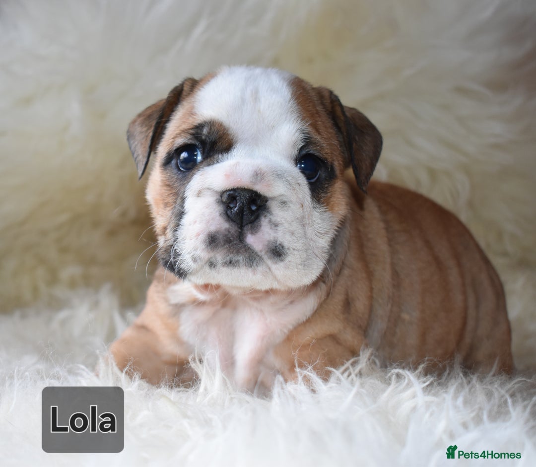English Bulldog dogs for sale: Outstanding British Bulldogs NEIBULL Champ lines - Advert 14