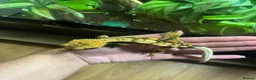 Gecko reptiles for sale: Male Tiger stripe crested gecko - Advert 2