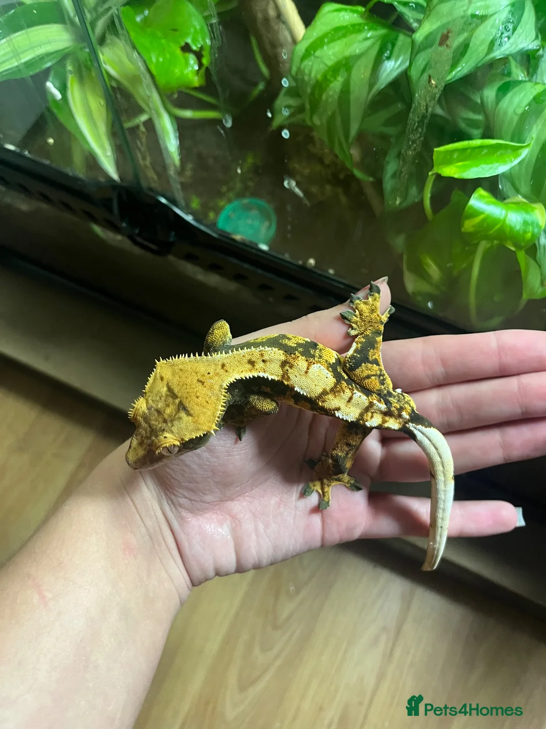 Gecko reptiles for sale: Male Tiger stripe crested gecko - Advert 2