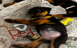 Rottweiler dogs for sale: Gorgeous girl Rottie pups - Image 13