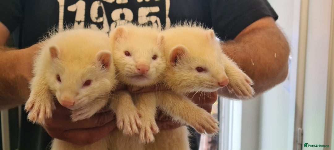 Ferret rodents for sale: Amazing Albino Ferret Kits - Image 3