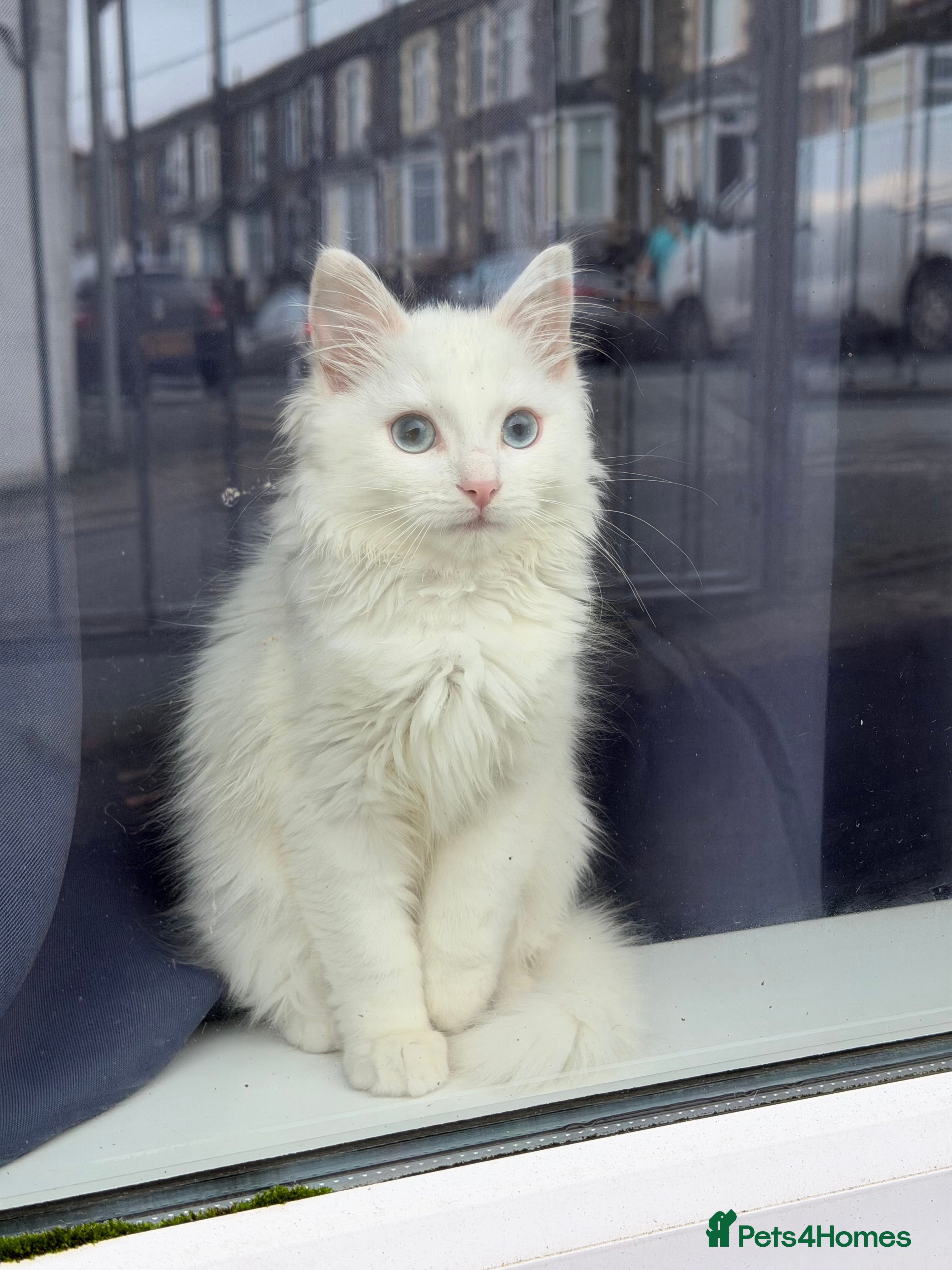 Ragdoll cats White ragdoll  in Bargoed - Advert 1
