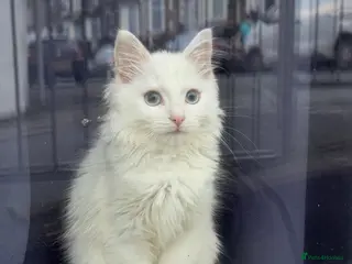 Ragdoll cats White ragdoll in Bargoed - Advert 1