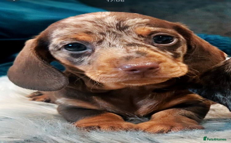 Miniature Dachshund dogs - Advert 7