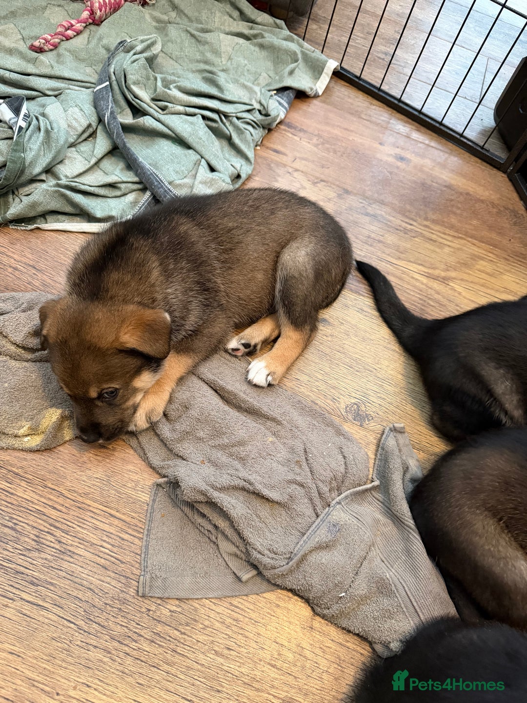 Mixed Breed dogs for sale: HuskyGerman/Rotweiler mixed breed puppies for sale - Advert 10