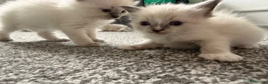 Ragdoll 1