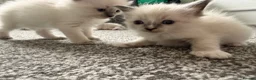 Ragdoll cats for sale: Kitten Ragdoll cat blue point  - Advert 17