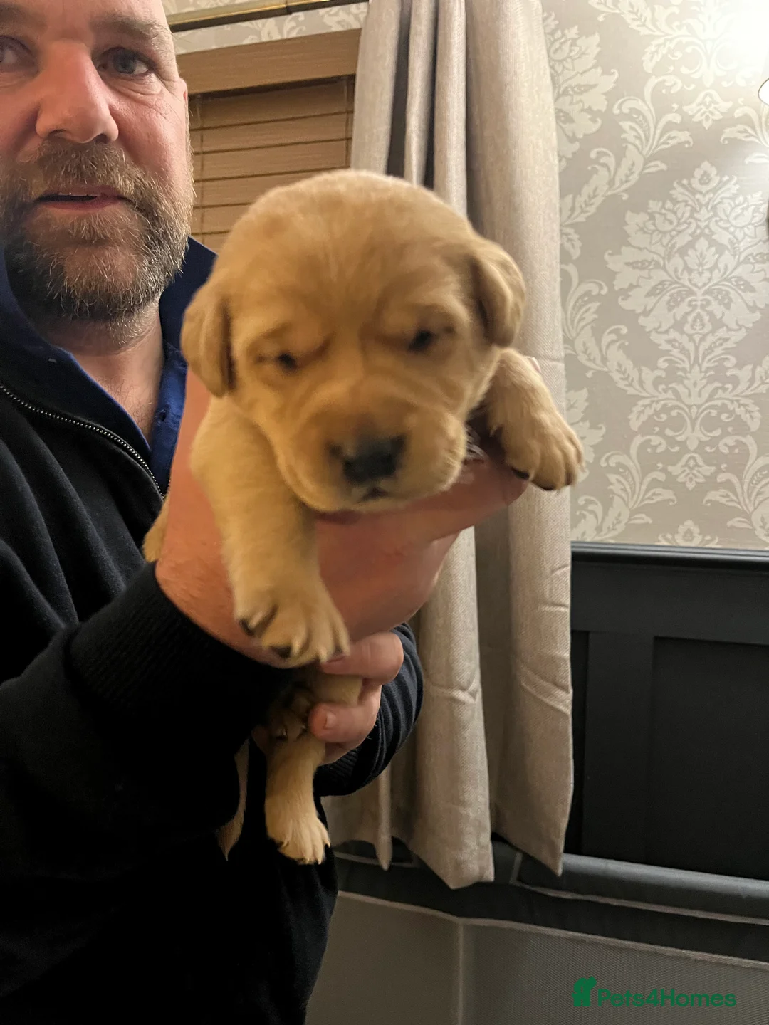 Labrador Retriever dogs for sale: Beautiful Labrador Retriever pups - Advert 3