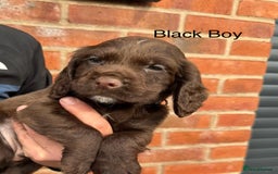 Cocker Spaniel dogs for sale: KC Reg Cocker Spaniel Puppies - Image 12