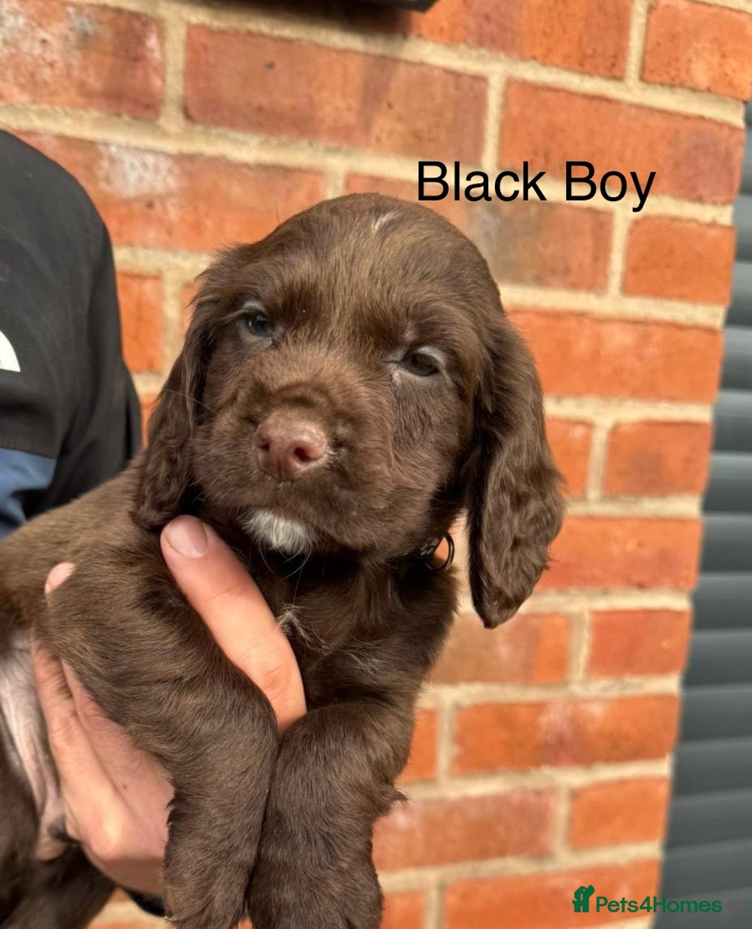 Cocker Spaniel dogs for sale: KC Reg Cocker Spaniel Puppies - Image 12