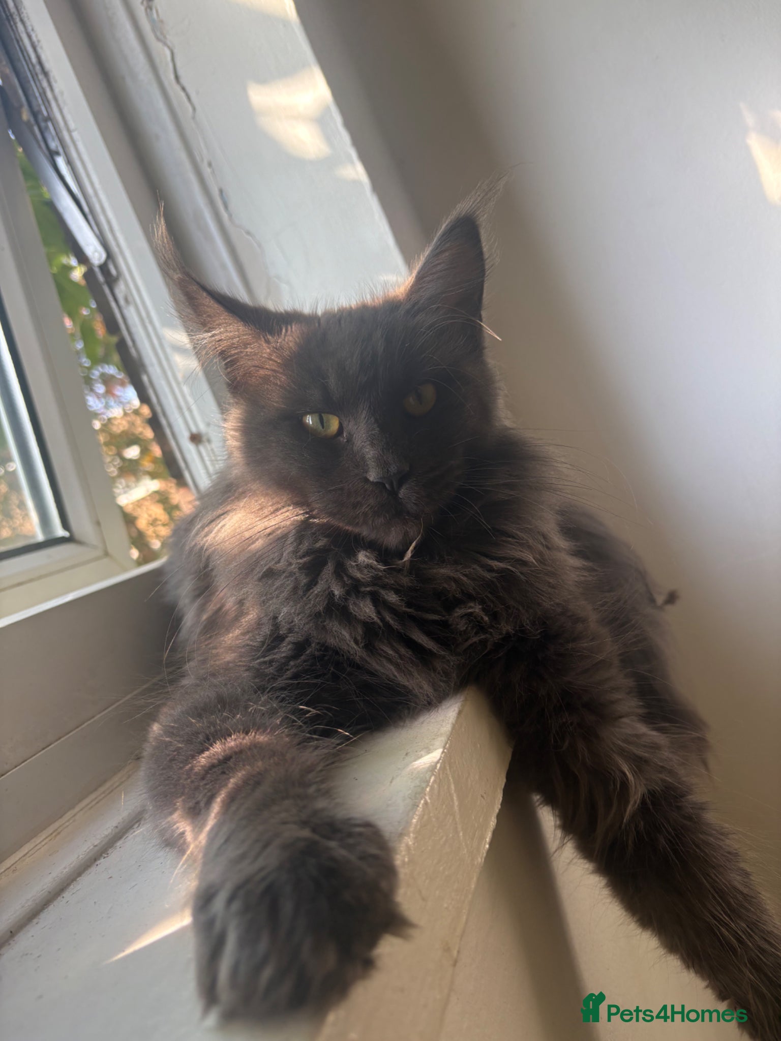 Maine Coon cats Beautiful litter of 7 maincoon kittens  - Advert 1
