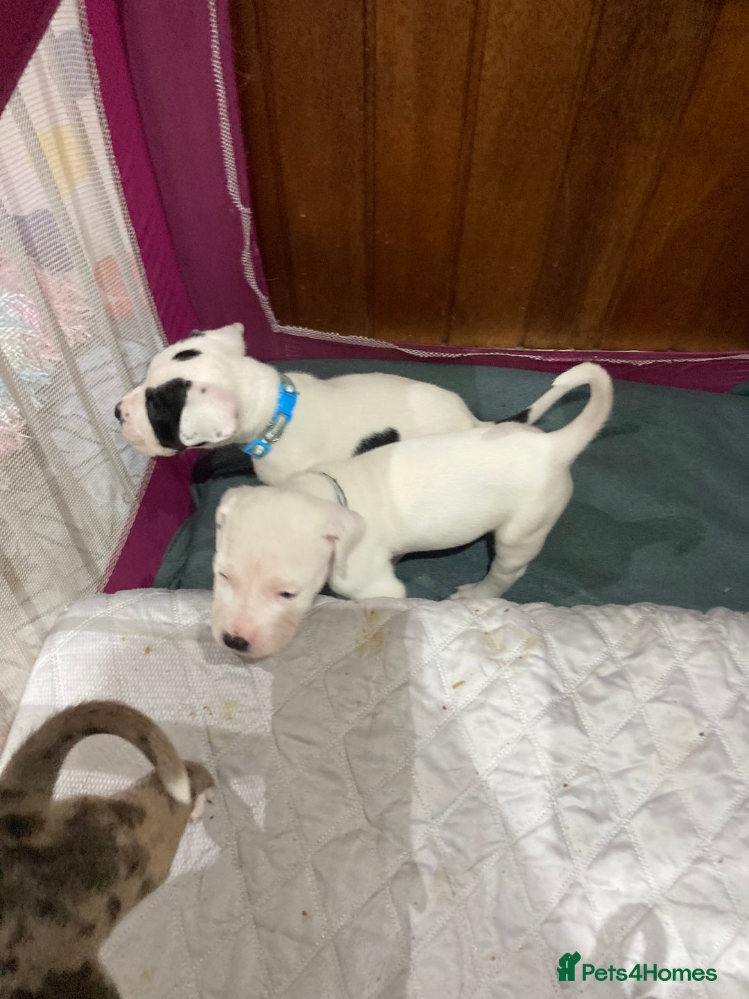 Mixed Breed dogs for sale: Mastiff x Staffy Puppies  - Advert 33