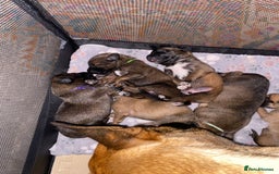 Mixed Breed dogs for sale: Belgium malinois x bull lurcher  - Image 1