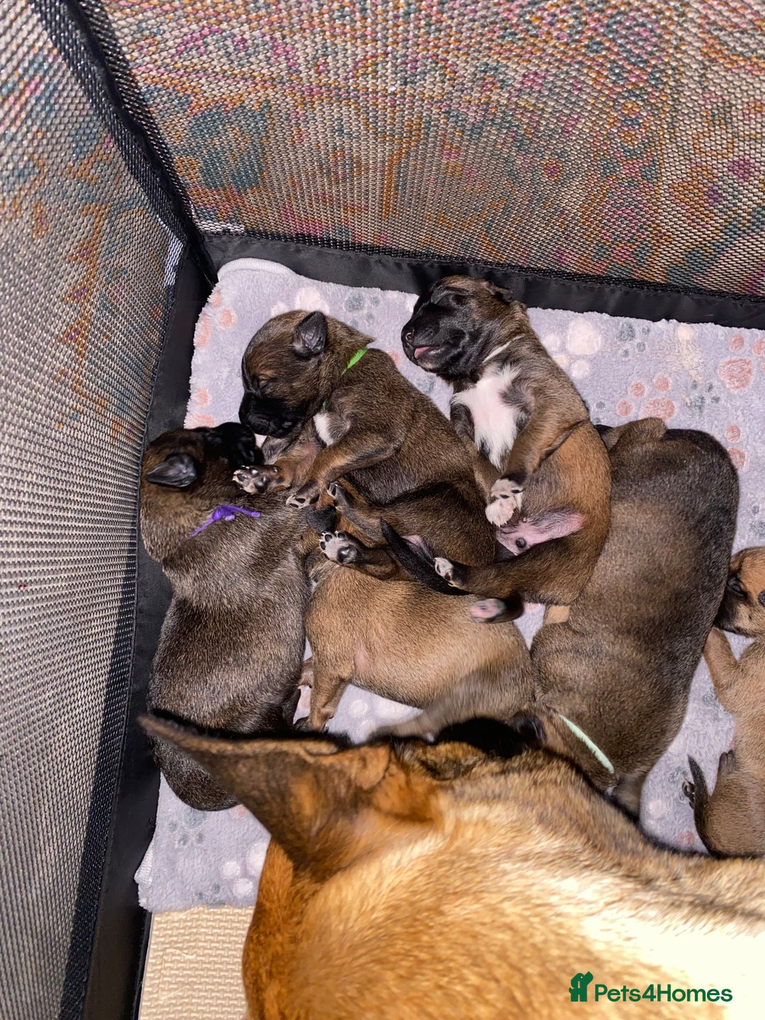 Mixed Breed dogs for sale: Belgium malinois x bull lurcher  - Image 1