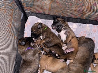 Mixed Breed dogs - Advert 5