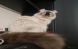 American Curl cats for sale: Two very rare and wonderful kittens for sale - Image 18