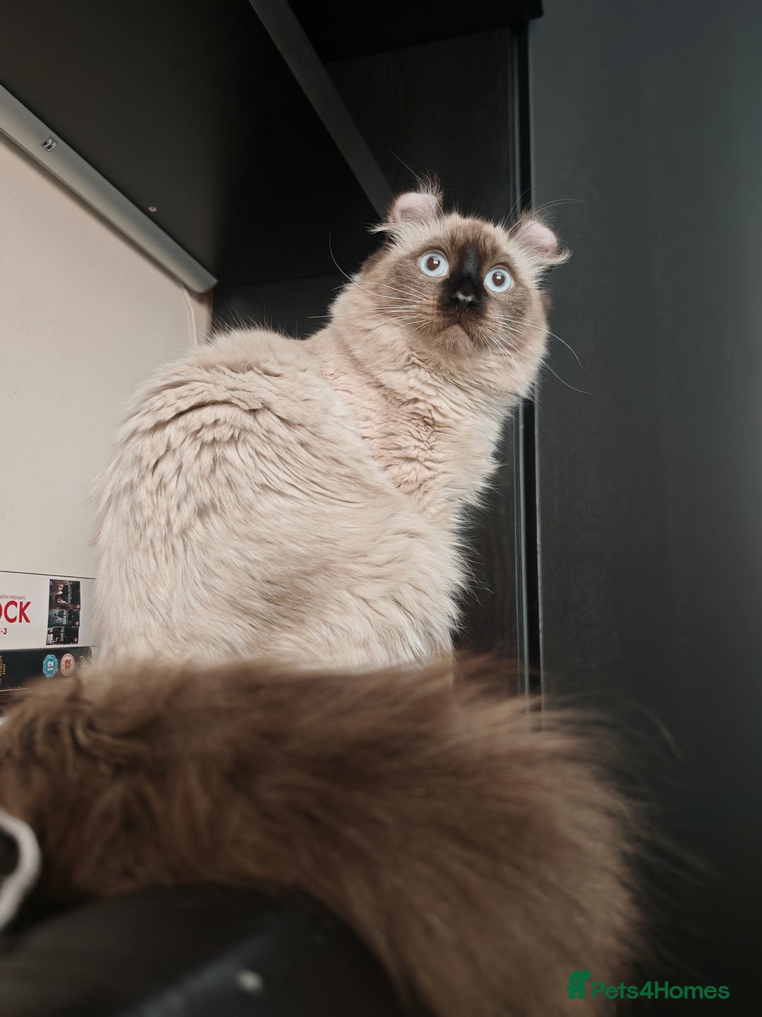American Curl cats for sale: Two very rare and wonderful kittens for sale - Image 18