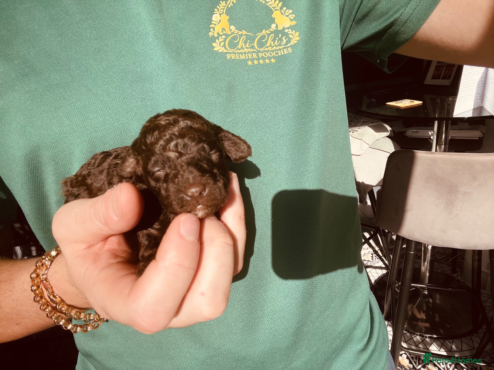 Miniature Poodle dogs 5 star Miniature poodle puppies  - Advert 1