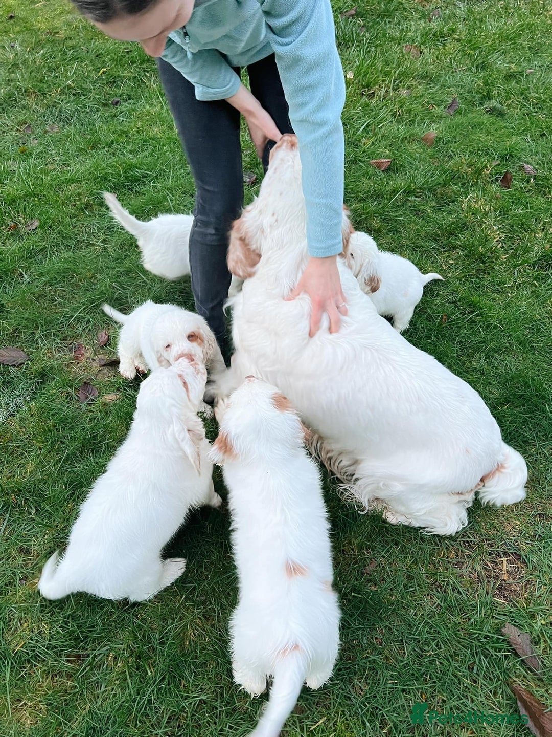 Clumber Spaniel dogs for sale: affectionate Clumber Spaniel to join your family - Advert 7