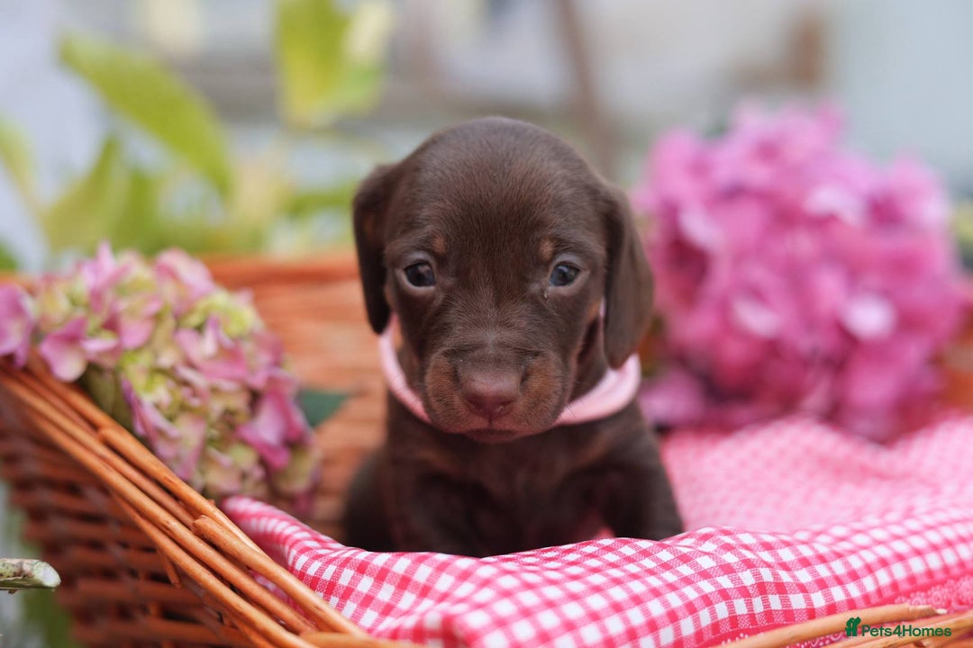 Dachshund dogs for sale: KC Miniature dachshunds puppies  - Image 23