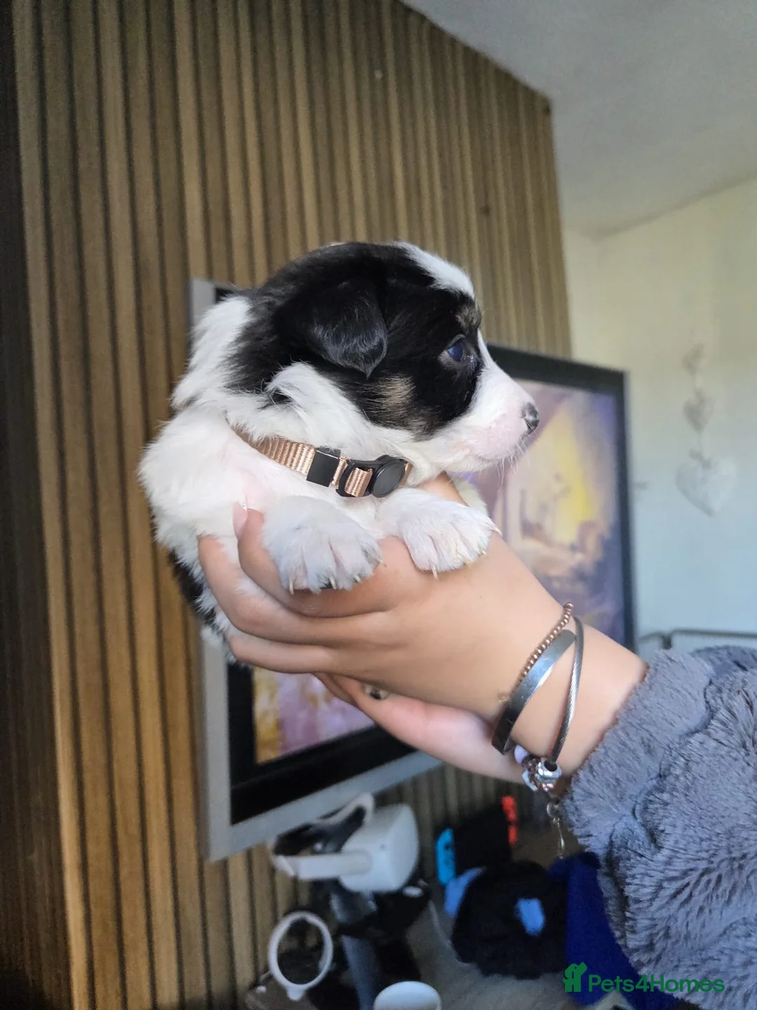 Border Collie dogs for sale: 8 Beautiful border collies in Deeside - Advert 2