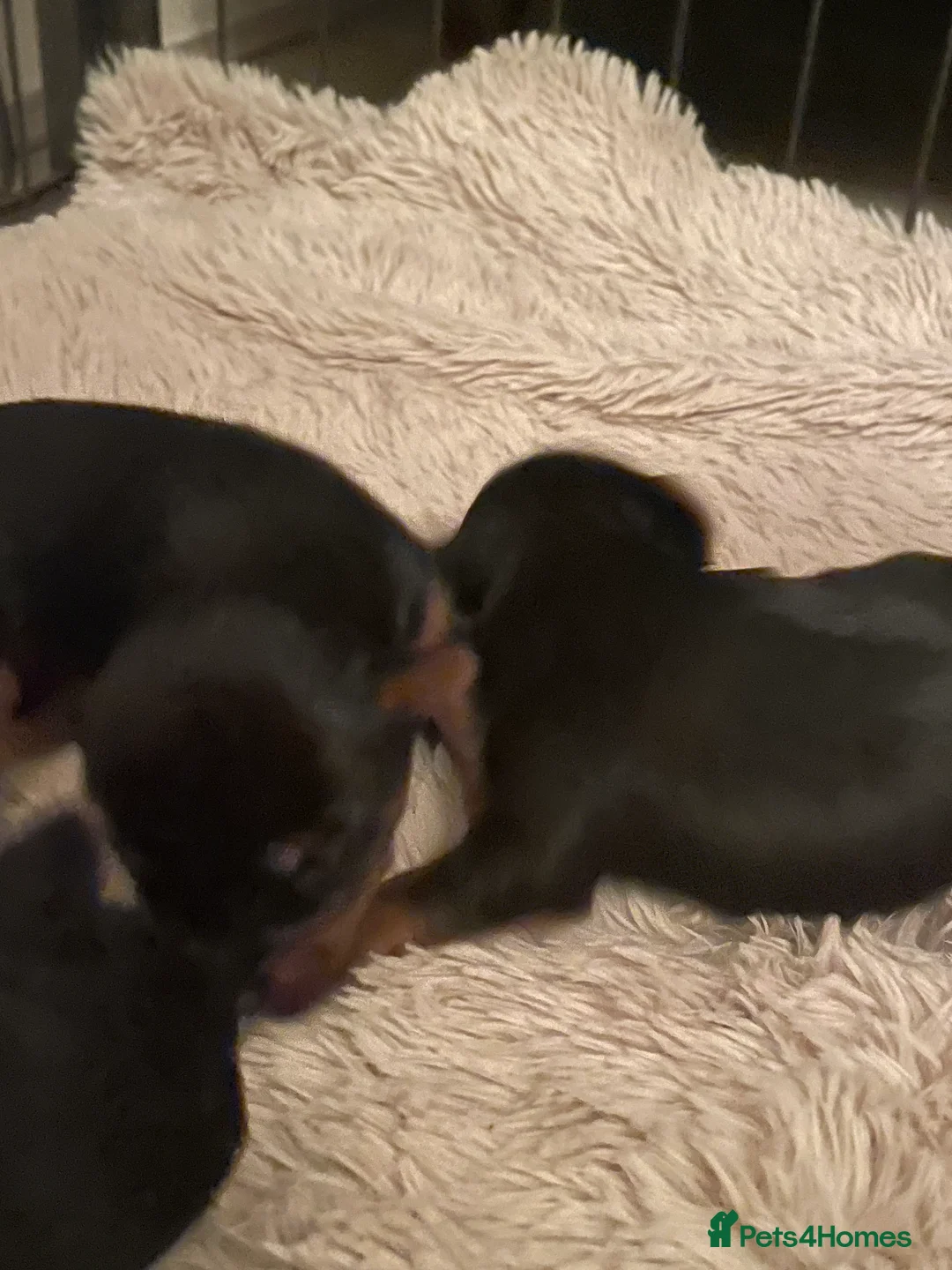 Yorkshire Terrier dogs for sale: PEDIGREE MINATURE YORKSHIRE TERRIER PUPS  - Advert 7