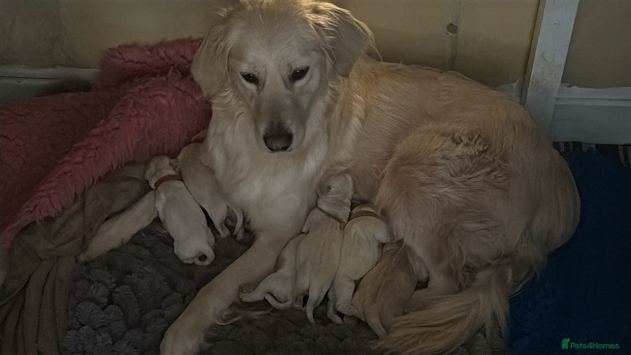 Golden Retriever dogs Beautiful litter of retrievers  in Auchterarder - Advert 2