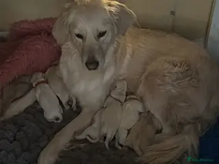 Golden Retriever dogs Beautiful litter of retrievers in Auchterarder - Advert 2
