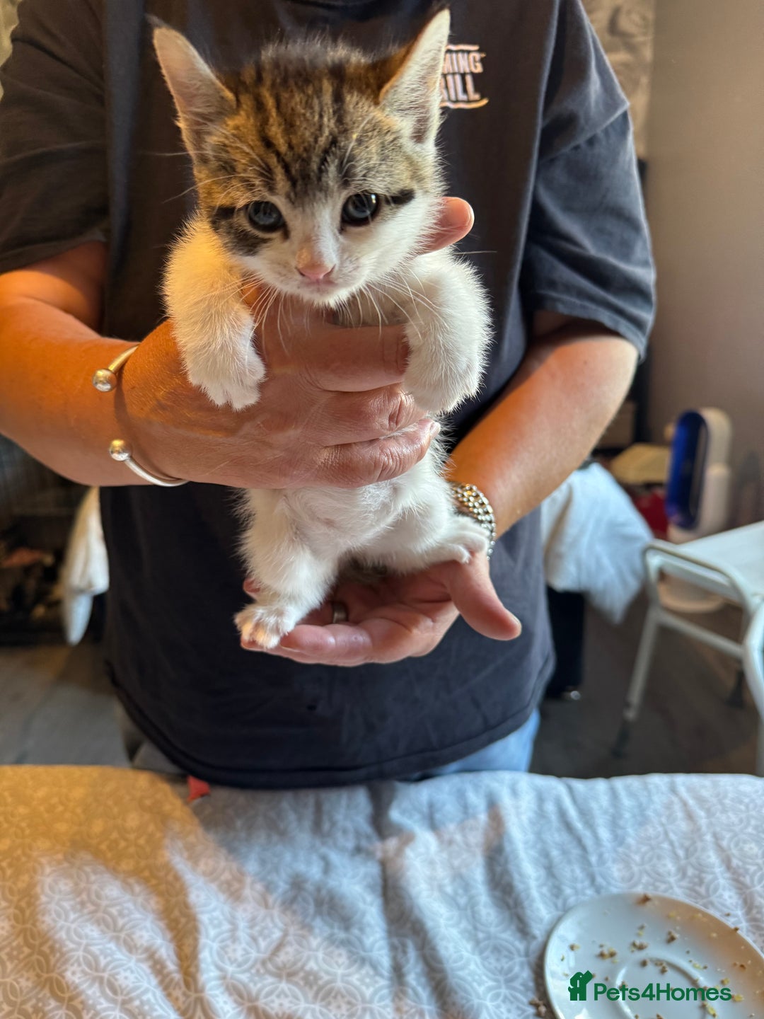 British Shorthair cats for sale: Kittens for sale  - Image 23
