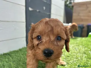 Cockapoo dogs Toy Cockapoo Puppies - Advert 7