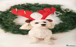 Cavapoochon dogs for stud: Cavapoochon Male - Image 3