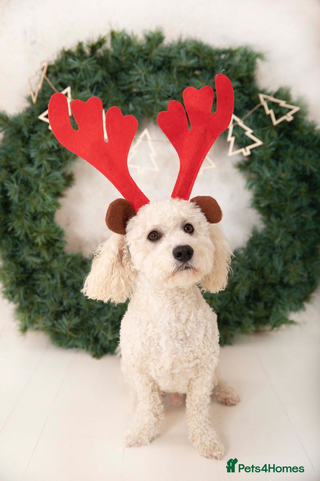 Cavapoochon dogs for stud: Cavapoochon Male - Image 3