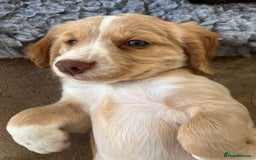Cocker Spaniel dogs for sale: Heath tested working cocker pups  - Image 2