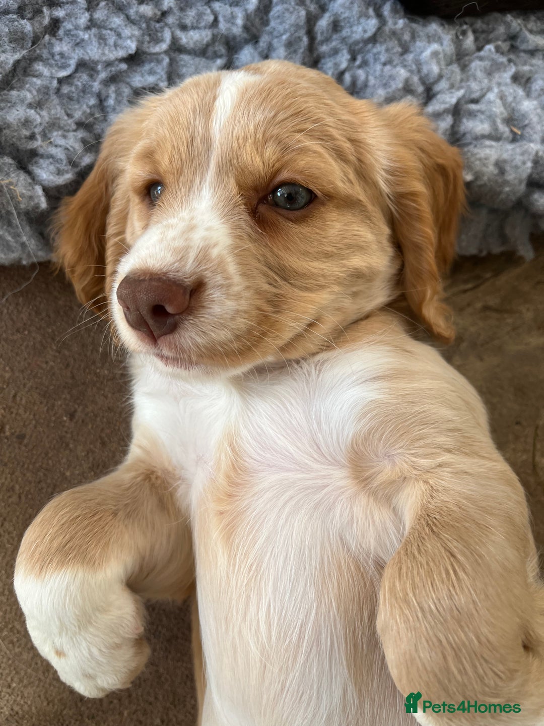 Cocker Spaniel dogs for sale: Heath tested working cocker pups  - Image 2