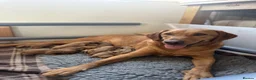 Labrador Retriever dogs for sale: Last Girl in Marlborough - Advert 2