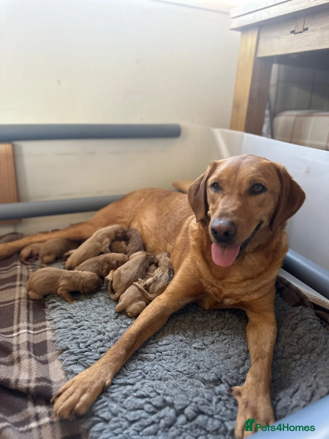 Labrador Retriever dogs for sale: Last Girl in Marlborough - Advert 2