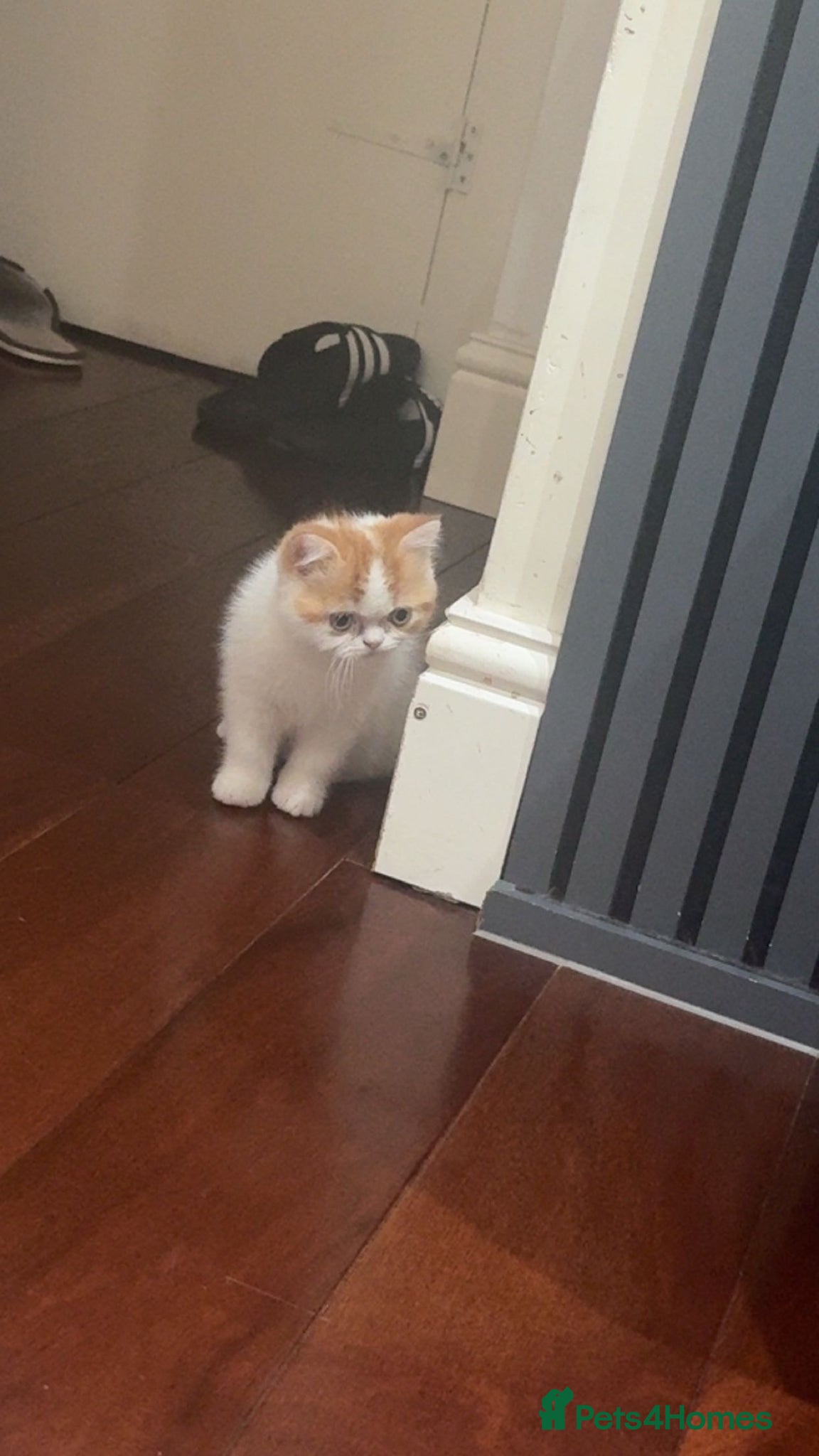Exotic cats for sale: Male exotic shorthair kitten - Advert 4
