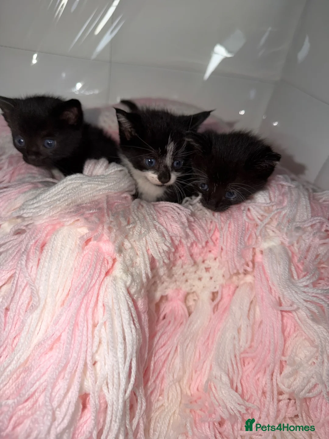 Siamese cats for sale: Siamese listens looking for new homes in Kilmarnock - Advert 2